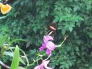 PICTURES/Tennessee Aquarium in Chattanooga/t_Little Purple Flower.jpg
